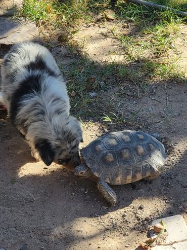 Blue Merle Australian Shepherd Puppy