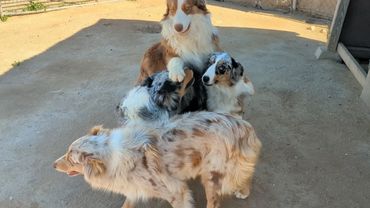 Red Tri, blue Merle, red Merle Australian Shepherd