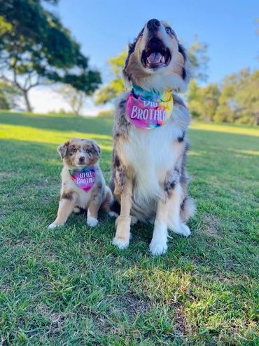 Red Merle Australian Shepherd Puppies