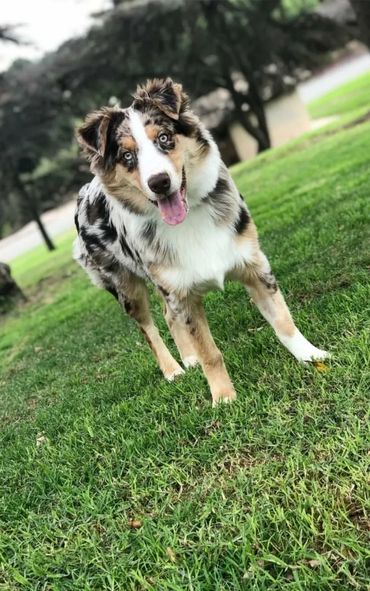 Red Merle Australian Shepherd