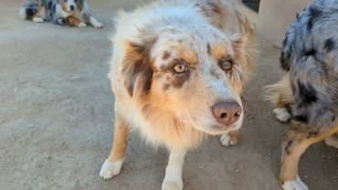 Red Merle Australian Shepherd