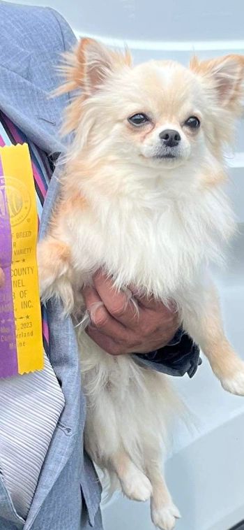 AKC Grand Champion Teeny’s Burning the Midnight Hour ( JAX)