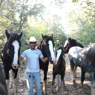 Some of our horses with a client.