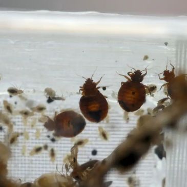 Bug-A-Way of Kansas Termite and Pest Control, Parsons exterminator of Bed Bugs, Termites and monthl