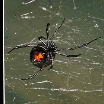 Bug-A-Way of Kansas Termite and Pest Control, Parsons exterminator of Bed Bugs, Termites and monthl