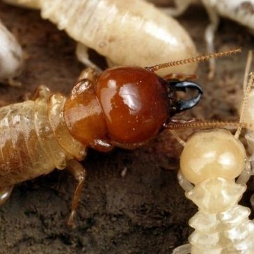 Bug-A-Way of Kansas Termite and Pest Control, Parsons exterminator of Bed Bugs, Termites and monthl