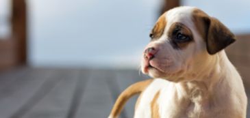 Brown and white puppy looking sideways.
