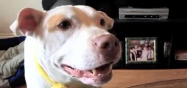 White dog with yellow collar smiling.
