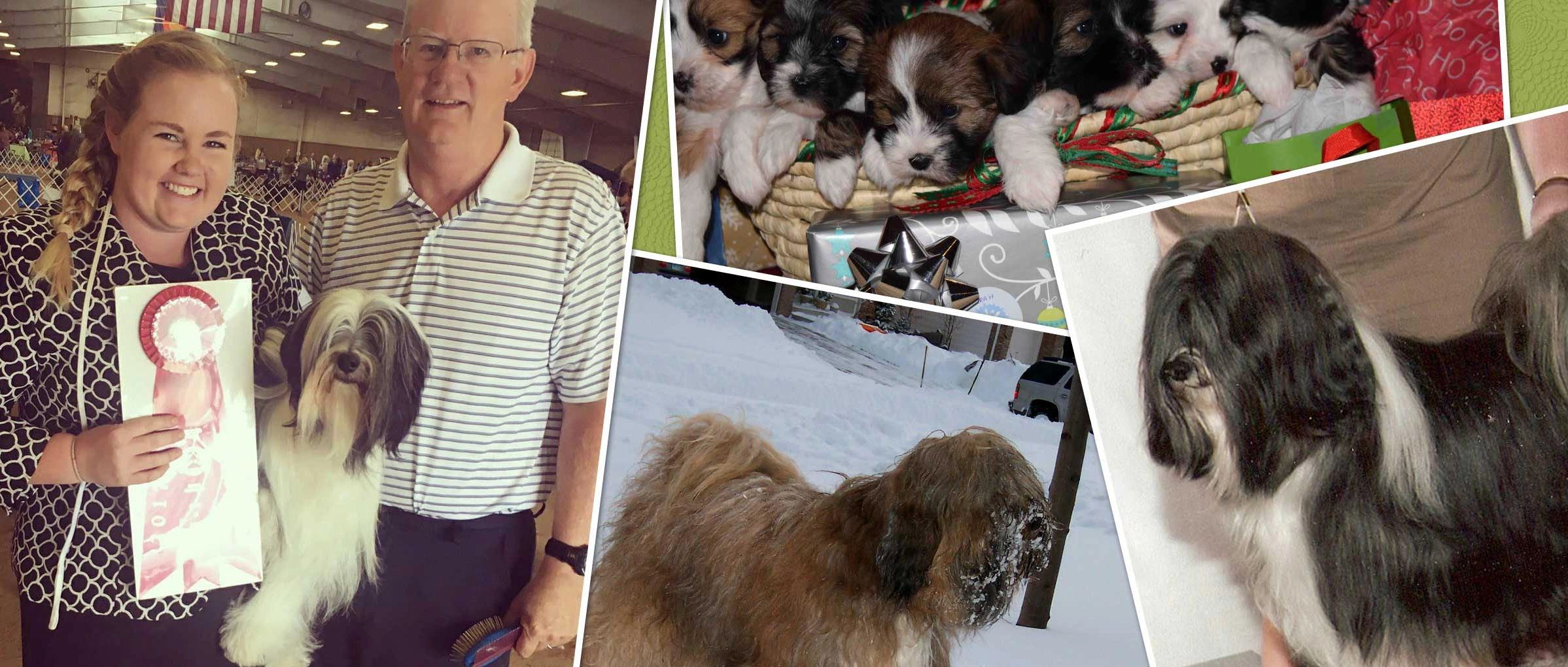 C-Breeze Tibetan Terriers. Puppies, breeding and dog handling