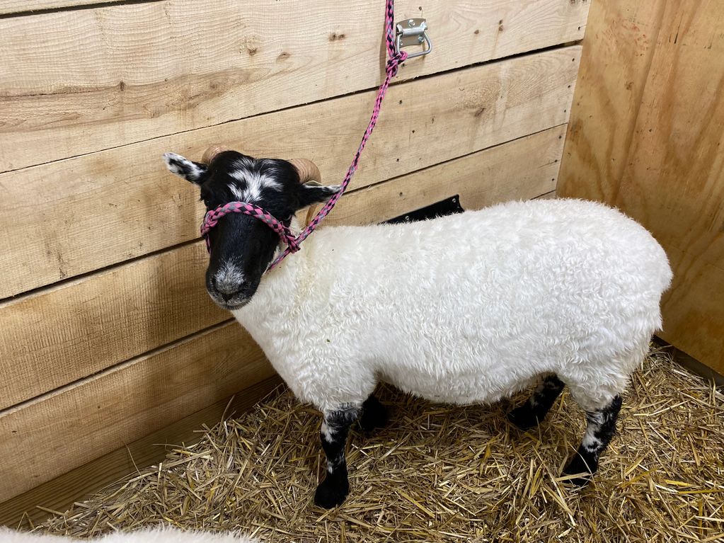 Dorothy 
Scottish Blackface foundation ewe