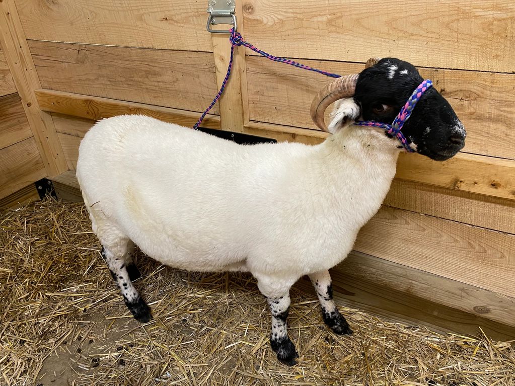 Bernice
Scottish Blackface foundation ewe