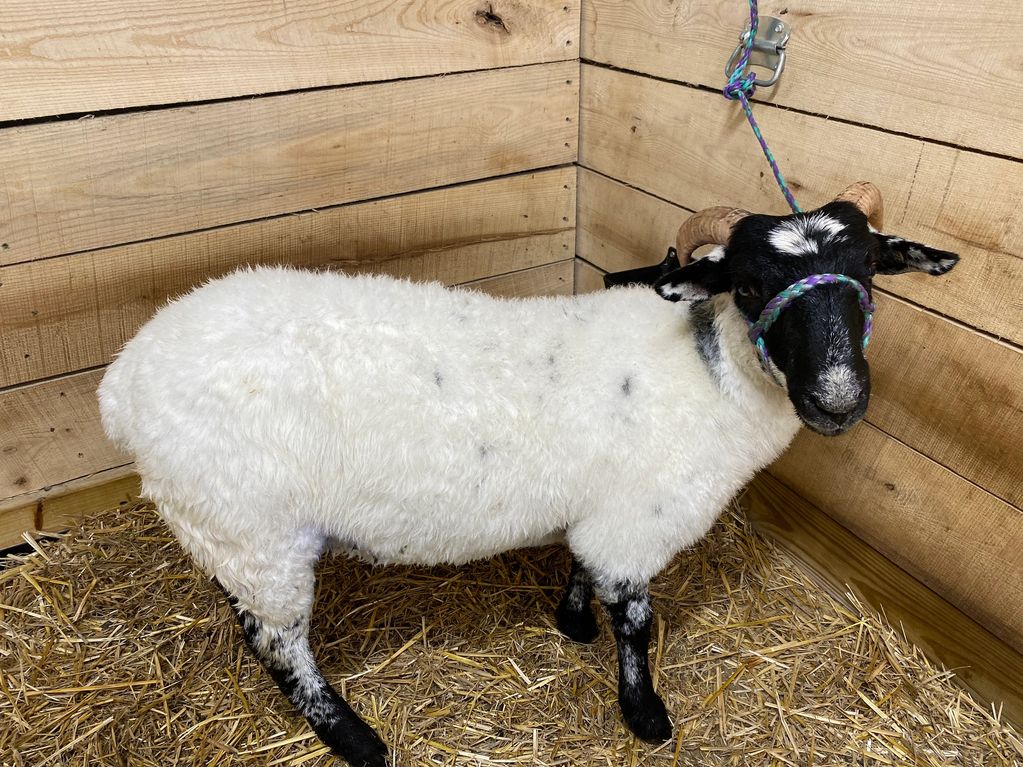 Claire
Scottish Blackface foundation ewe