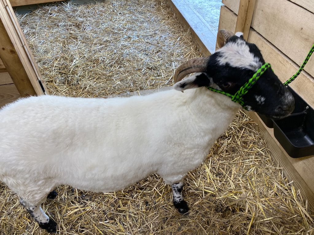 Florence 
Scottish Blackface foundation ewe