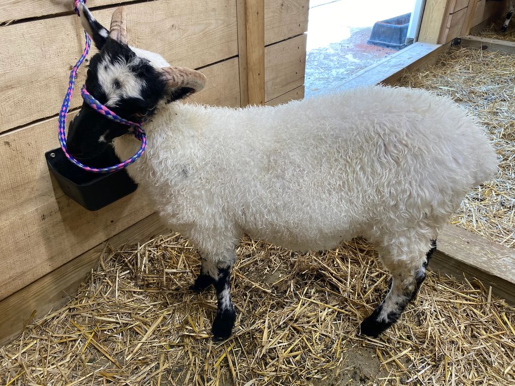 INA 
Scottish Blackface foundation Ewe