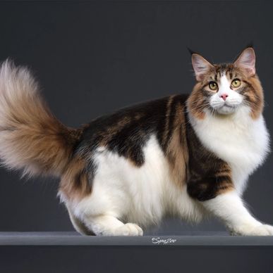 Large fluffy Maine Coon cat with striking markings.