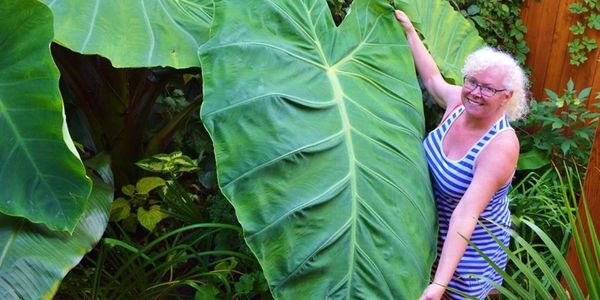 Nos points forts : expertise en plantes tropicales adaptées pour le Québec  , on connait nos produit