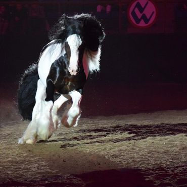 A black and white horse galloping indoors on sandy ground.