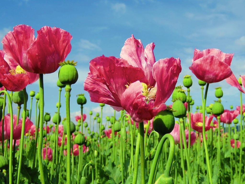Poppies