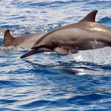 Dolphins swimming and jumping in the ocean.