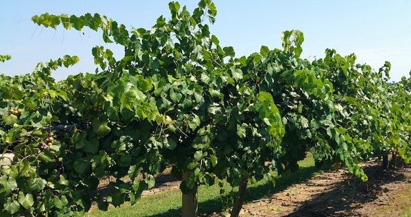 Muscadine grape vineyard southeastern united states vine life muscadine