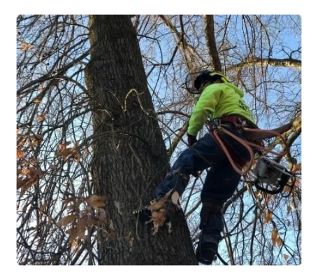 Tree trimming