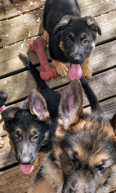 Salut
Peux-tu mettre ces photos là sur mon site web
Et ecrire cette annonce :
4 magnifique chi