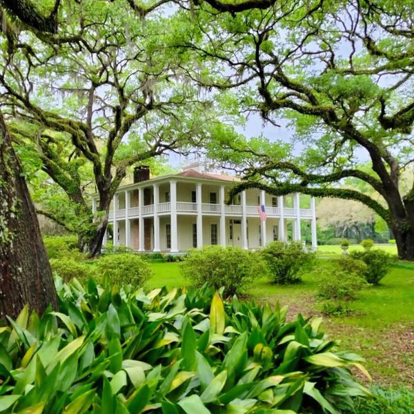 Elegant white plantation house surrounded by lush greenery and large trees.