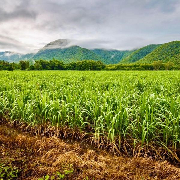 Lush green field with mountains under a cloudy sky.