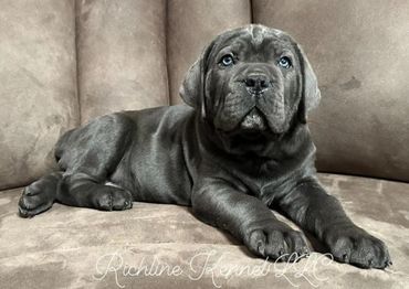 Cane Corso puppy
