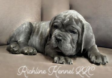 Cane Corso puppy
