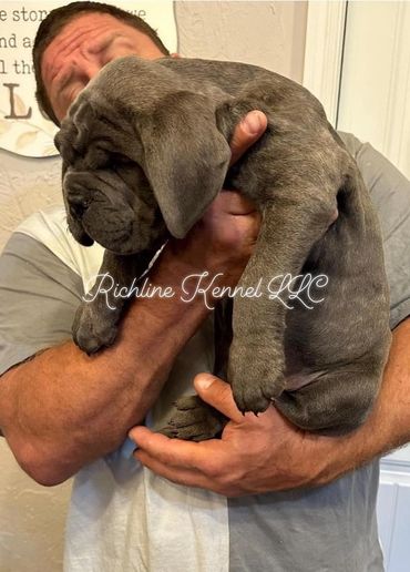Cane Corso puppy