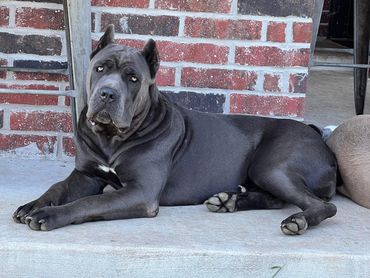 Cane Corso Ripley