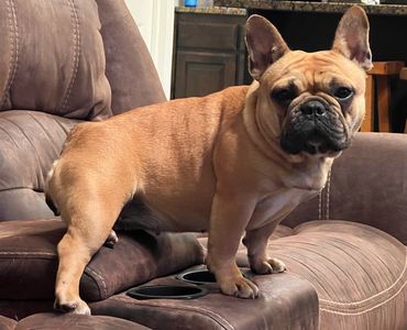 Keiki our French Bulldog