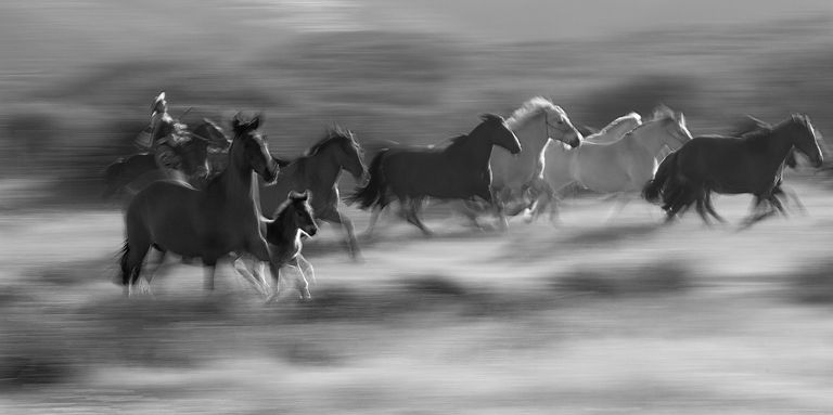 Grupo de caballos galopando, conducidos  y azuzadospor un huaso chileno