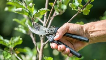 Pruning and landscape support maintenance by LANDDescapes, LLC Landscape Design Contractor 