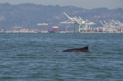 A harbor porpoise is cruising through SF bay.