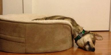 A dog is laying half way inside and out side his bed. Showing that dogs can need chiropractic care too.