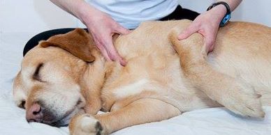 A dog specifically a golden retriever laying on his side, with his eyes closed receiving a chiropractic adjustment to his shoulder from a chiropractor