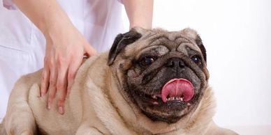 A dog laying on his stomach sticking his tongue out. He is getting a chiropractic adjustments from and animal chiropractor.