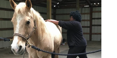 Dr. Cordis who is a chiropractor is performing a chiropractic adjustment to a horse. The horse is standing the stable.