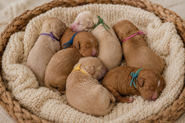 A group of seven newborn puppies sleeping closely together in a cozy basket.