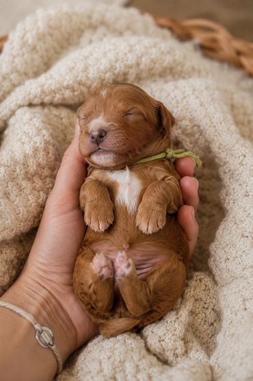 A tiny newborn puppy sleeps peacefully in a person's hand.