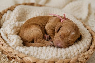 Newborn brown puppy sleeping peacefully on a soft knitted blanket in a basket.