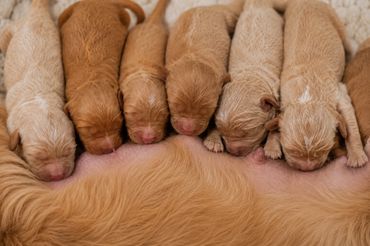 Newborn puppies nursing from their mother in a cozy setting.