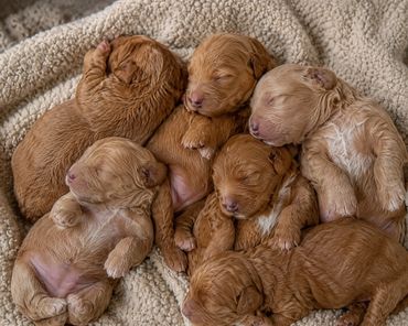 A group of newborn puppies sleeping closely together on a soft blanket.