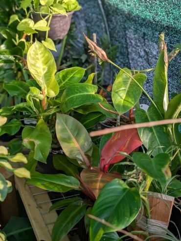 A vibrant collection of green and red leafy plants in a sunlit garden.