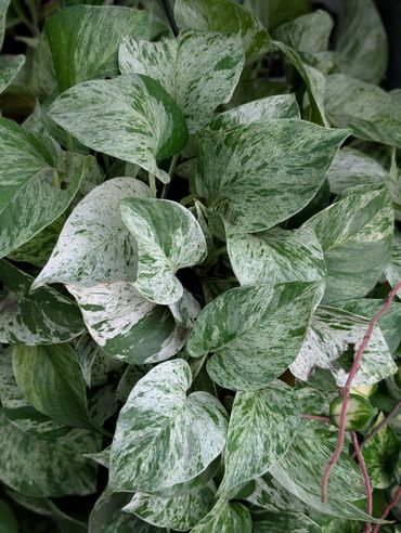 Close-up of variegated green and white leaves on a plant.