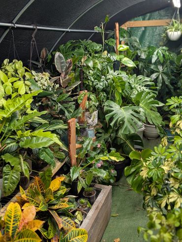 Lush indoor garden with diverse tropical plants in a greenhouse.