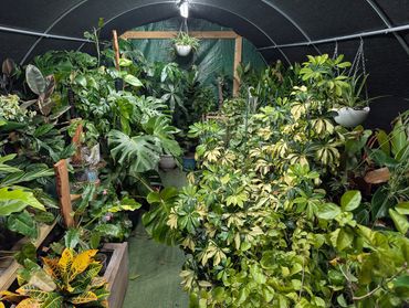 A lush indoor greenhouse with diverse tropical plants under a curved roof.