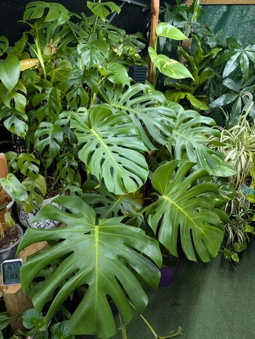 Lush green Monstera plants with large, split leaves in a cozy indoor garden.